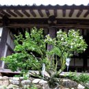 안동무궁화 이미지