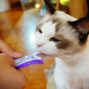 테이블에이 이미지