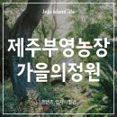 영농장 | 제주 부영농장 가을정원 팝업 후기/애월가볼만한 곳 부영농장