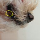 깔끔하개 | 의정부애견미용 스트레스 안 받게 잘하는 깔끔하개 방문 후기