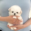 미유펫 강아지고양이 구미점 이미지