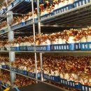 영지농장 이미지