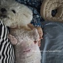 메디펫 동물병원 | 강아지 지방종 다발 제거… 절개 + 소작술 실제 후기