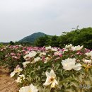 10 년 만기 분양 (특집) .......부영건설 회장 아들 궁지에서 건진 어머니 과징금 처분 이미지