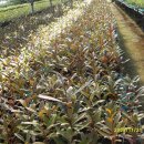 송평농장 이미지