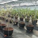 상호농장 이미지