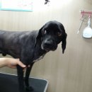 이성준동물병원 이미지