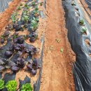 버들농장 이미지