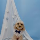 행복한 펫 살롱 이미지