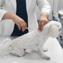 천동물병원 이미지