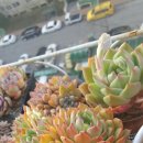 다육사랑 - 이천시 경충대로 2699-10 | 다육사랑