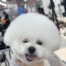 논산애견미용학원