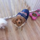 늘안아줄개 이미지