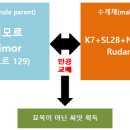 케냐커피