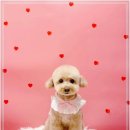 견생의하루 펫살롱 일산본점 이미지