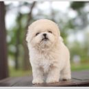 광주강아지분양 펫블리 애견 샵 이미지