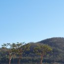 소피아그린 이미지