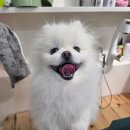 즐거운 애견미용 | 수원 권선구에서 찾은 깔끔하고 세심한 애견미용, 바움펫 후기 🐾