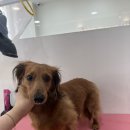 샤인펫 (Shine pet) 이미지