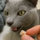 안심간식 닥터토루 프로토콜 트릿 고양이 신장 건강 보조제 닥터토루 트릿 후기!
