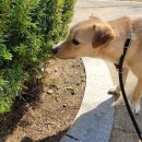 댕토피아 이미지