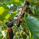 뽕나무민박 이미지