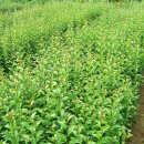 수종농장 이미지