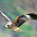 솔개(black kite= )소리개 이미지