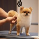 소노펫 뷰티 이미지