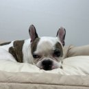 사계절 애견 켄넬 | 🐶🐱 만두와 갈비의 최애템!올인원 반려동물 침대 💛 퍼핑 범퍼침대 솔직 사용 후기 🛏✨