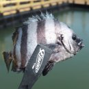 낚고락고 | 제주도 바다낚시 체험장 낚고락고 신흥바다낚시공원 솔직후기