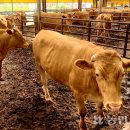 상환농장 이미지