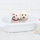 댕댕이애견 이미지