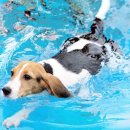 우리집 댕댕이 이미지