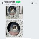 바스텟고양이병원 이미지