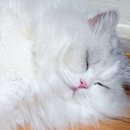 폴리파크 | 대구 24시간 운영하는 반려동물용품 매장 - 폴리파크 칠곡점 탐방 후기