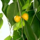 우리화원 이미지