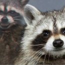 인생이 빛나는 정리의 마법 이미지