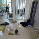 파주금촌주공아파트1단지 | 🏠 [일산 파주 금촌주공1단지] 거주청소 / 반려동물(고양이) 털 제거 전문 케어 🐶🐱