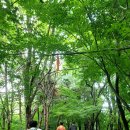 25/06/21 붕산 이미지
