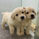 광산구-045 | 수원골든리트리버분양 편안한 입양후기