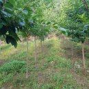 임하농장 이미지