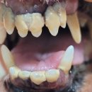 평촌동물병원 이미지