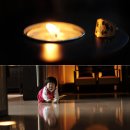 호텔나무 이미지