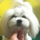 곁에 있을개 이미지