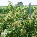 석인농장 이미지