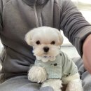 다녀오개습니다 이미지