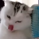 그루밍시즌 이미지