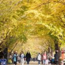 은행나무길 이미지