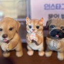 견생냥품 무인24시 대구 월성동점 이미지